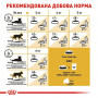Сухий корм для кішок Royal Canin Siamese Adult 400 г (2551004) Сухий корм для кішок Royal Canin Siamese Adult 400 г (2551004)